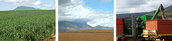 Grain cultivation, Grain fields before harvesting, Harvesters in the use